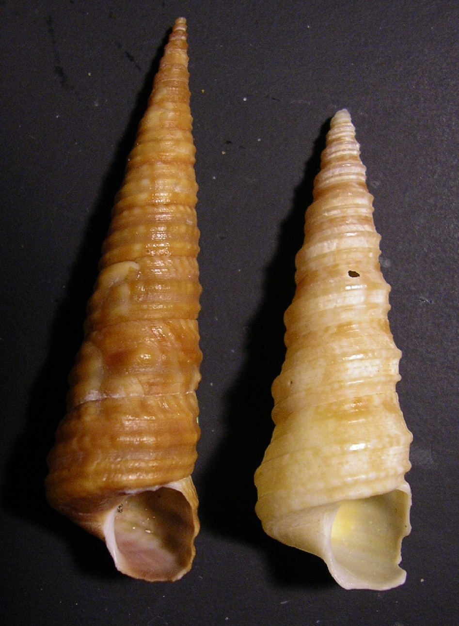 mesalia mesal